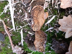 Pisolithus thermaeus