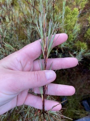 Dracophyllum oliveri