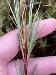 Dracophyllum oliveri