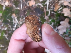 Pisolithus thermaeus