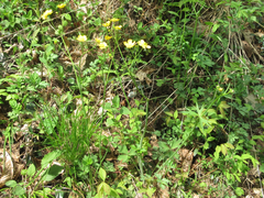 Ranunculus japonicus