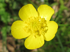 Ranunculus japonicus