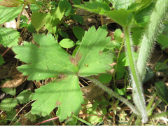Ranunculus japonicus