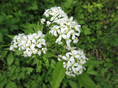 Cardamine leucantha