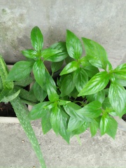 Rauvolfia serpentina