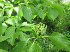 Cornus controversa