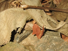 Abisara bifasciata suffusa