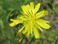 Asteraceae