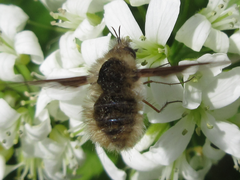Bombylius major