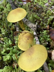Cortinarius canarius