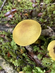 Cortinarius canarius