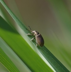 Phyllobius pyri