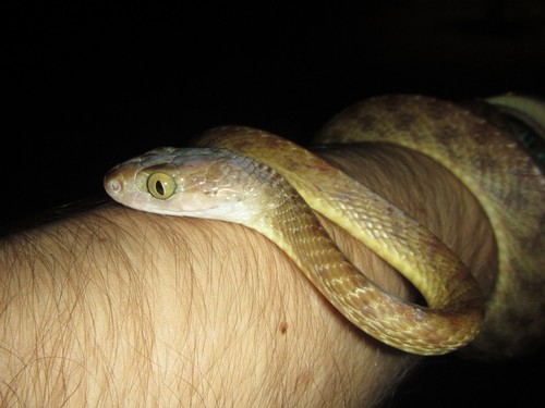 Brown Tree Snake sighting