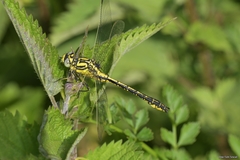 Gomphus simillimus