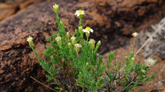 Felicia bechuanica