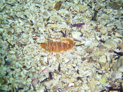 Aspasmogaster costata