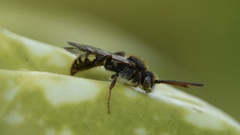 Nomada leucophthalma