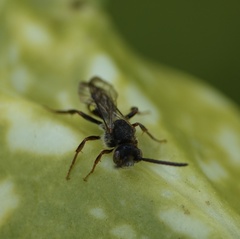 Nomada leucophthalma