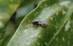 Nomada leucophthalma