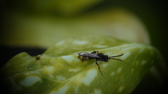 Nomada leucophthalma