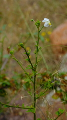 Hibiscus praeteritus
