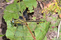 Gomphus simillimus