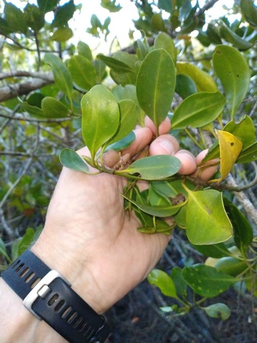 Yellow Mangrove (Ceriops australis)