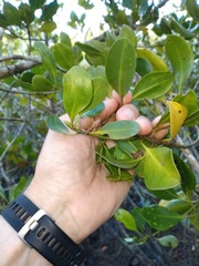 Yellow Mangrove (Ceriops australis)