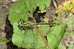 Gomphus simillimus