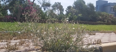 Launaea mucronata
