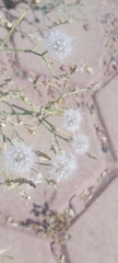 Launaea mucronata