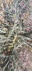 Launaea mucronata