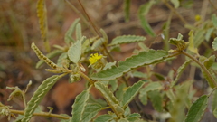 Corchorus kirkii