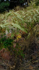 Corchorus kirkii