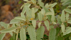 Corchorus kirkii
