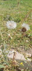 Urospermum picroides