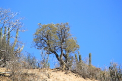 Nahuatlea arborescens