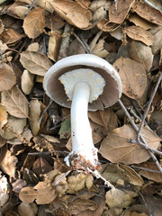 Agaricus albolutescens