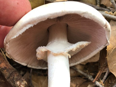Agaricus albolutescens