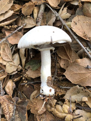 Agaricus albolutescens