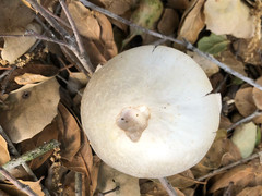 Agaricus albolutescens