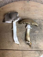 Agaricus albolutescens
