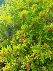 Schinus terebinthifolia