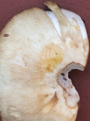 Agaricus albolutescens