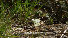 Pieris rapae