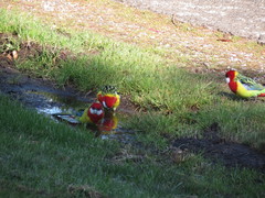 Platycercus eximius diemenensis