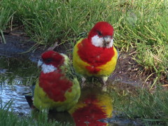 Platycercus eximius diemenensis