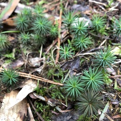 Dawsonia superba