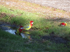 Platycercus eximius diemenensis