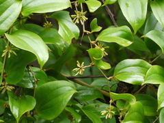 Smilax ovalifolia